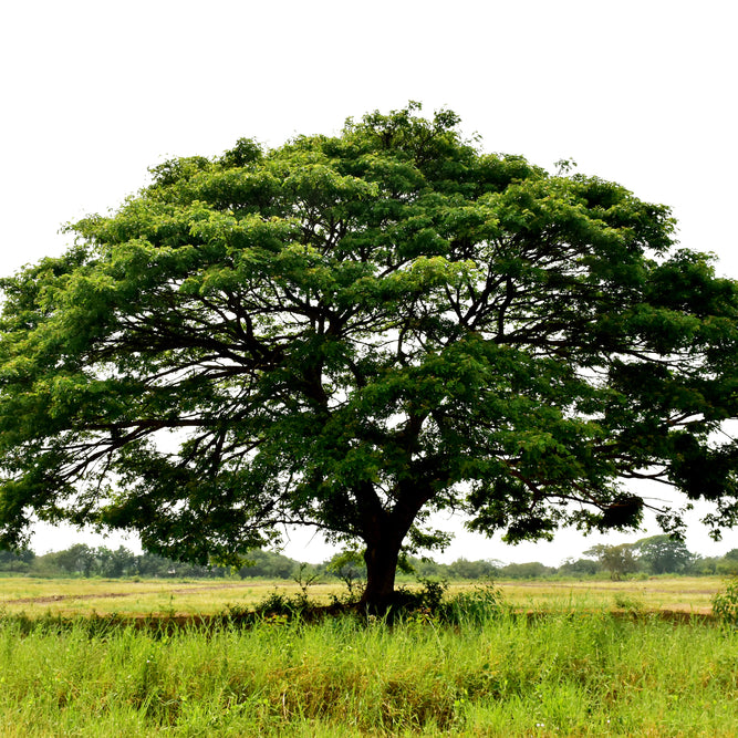 Large Green Tree
