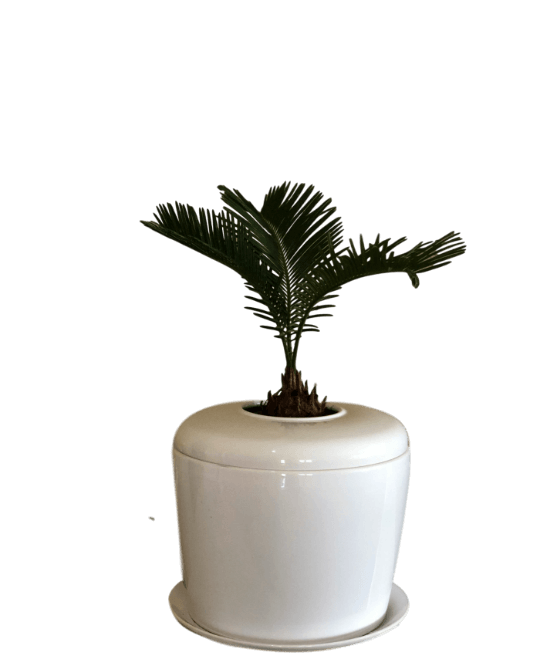 The Living Urn Indoors / Patio