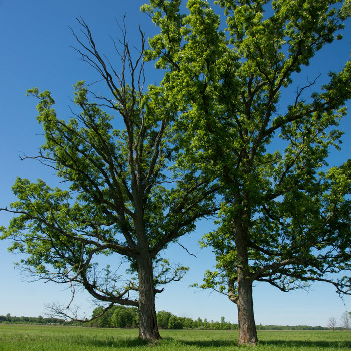 Bur Oak:  Memorial Tree & Memory Trees with the Bur Oak