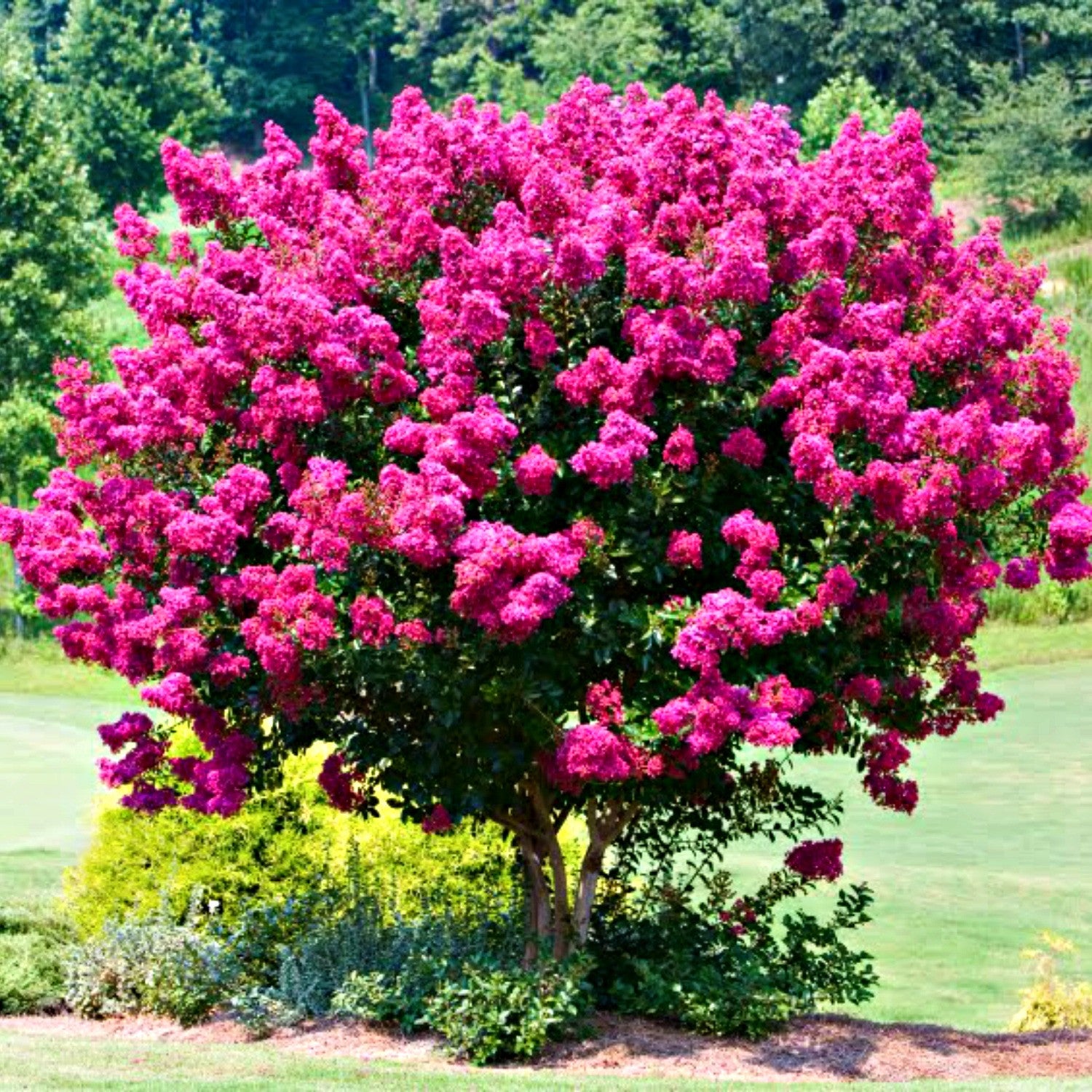Crapemyrtle - The Lilac of the South!