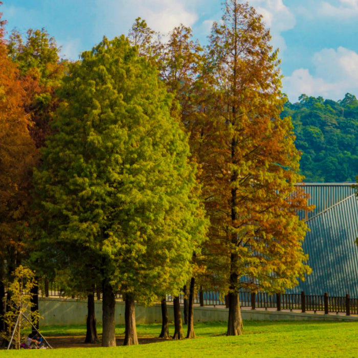 The Cypress Tree: Beautifying Landscapes Throughout the U.S.