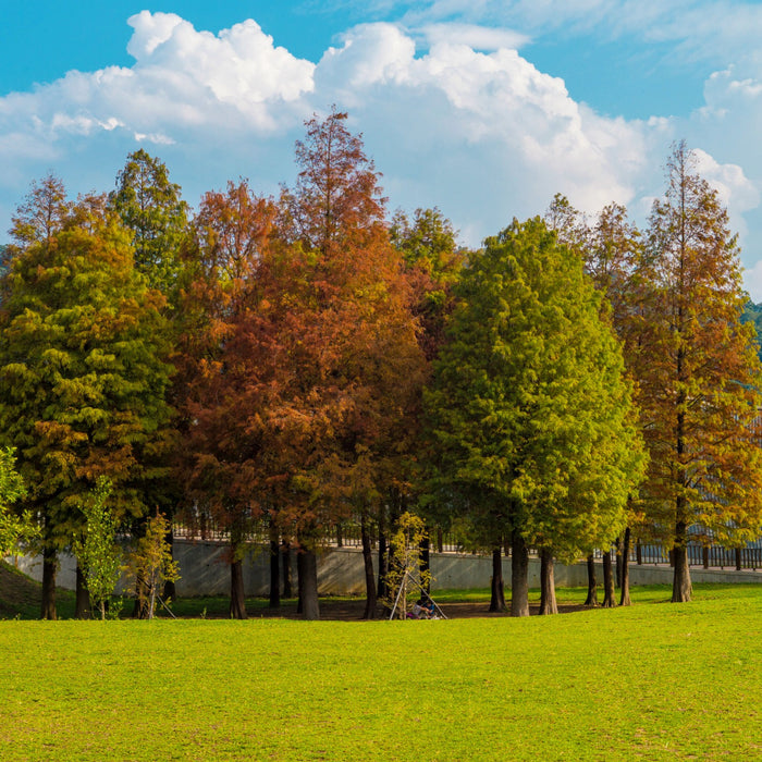 Cypress Memory Tree:  Great Color All Year Long!