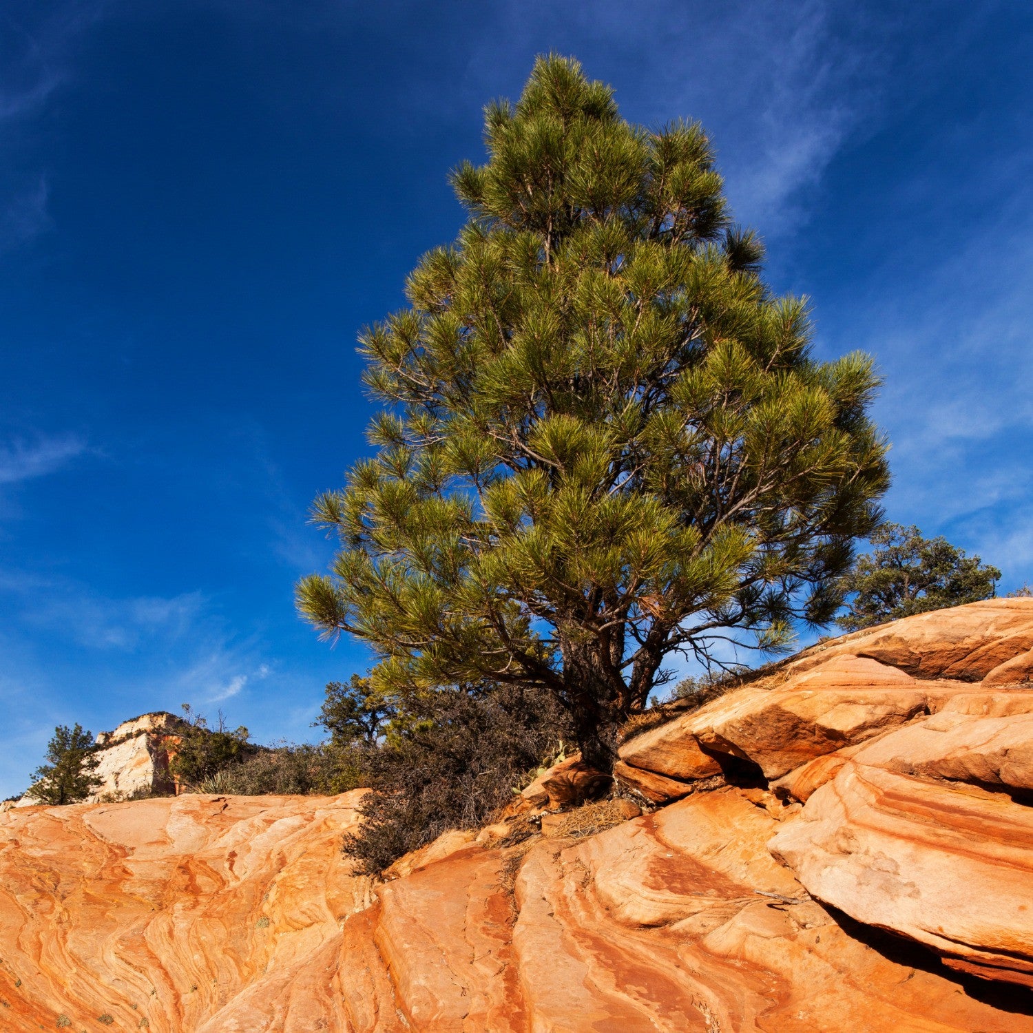 Pine Trees:  The Most Wide-Ranging and Successful Genus of Trees in North America