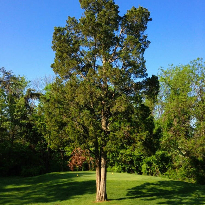 The Eastern Red Cedar:  A Beautiful, Aromatic Tree!
