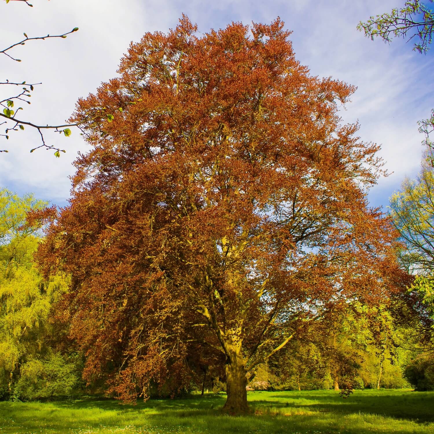 European Beech:  Unmatched Year-Round Beauty