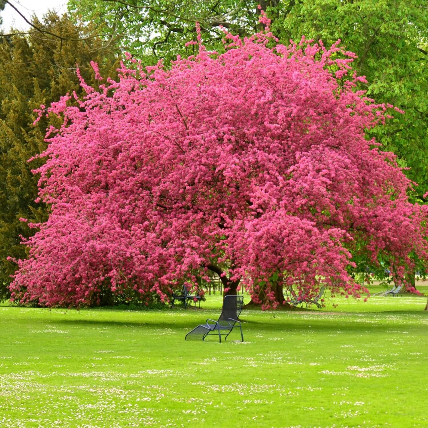 Pink Dogwood:  One of Our Most Popular Trees and a Beauty All Year-Round!