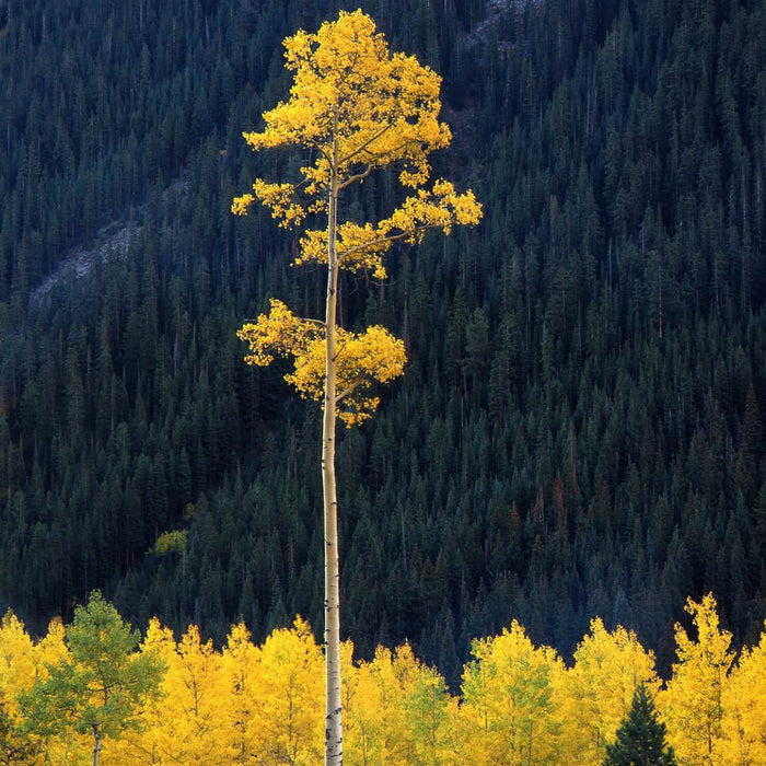 The Quaking Aspen: A Delight of Color, Movement and Sound