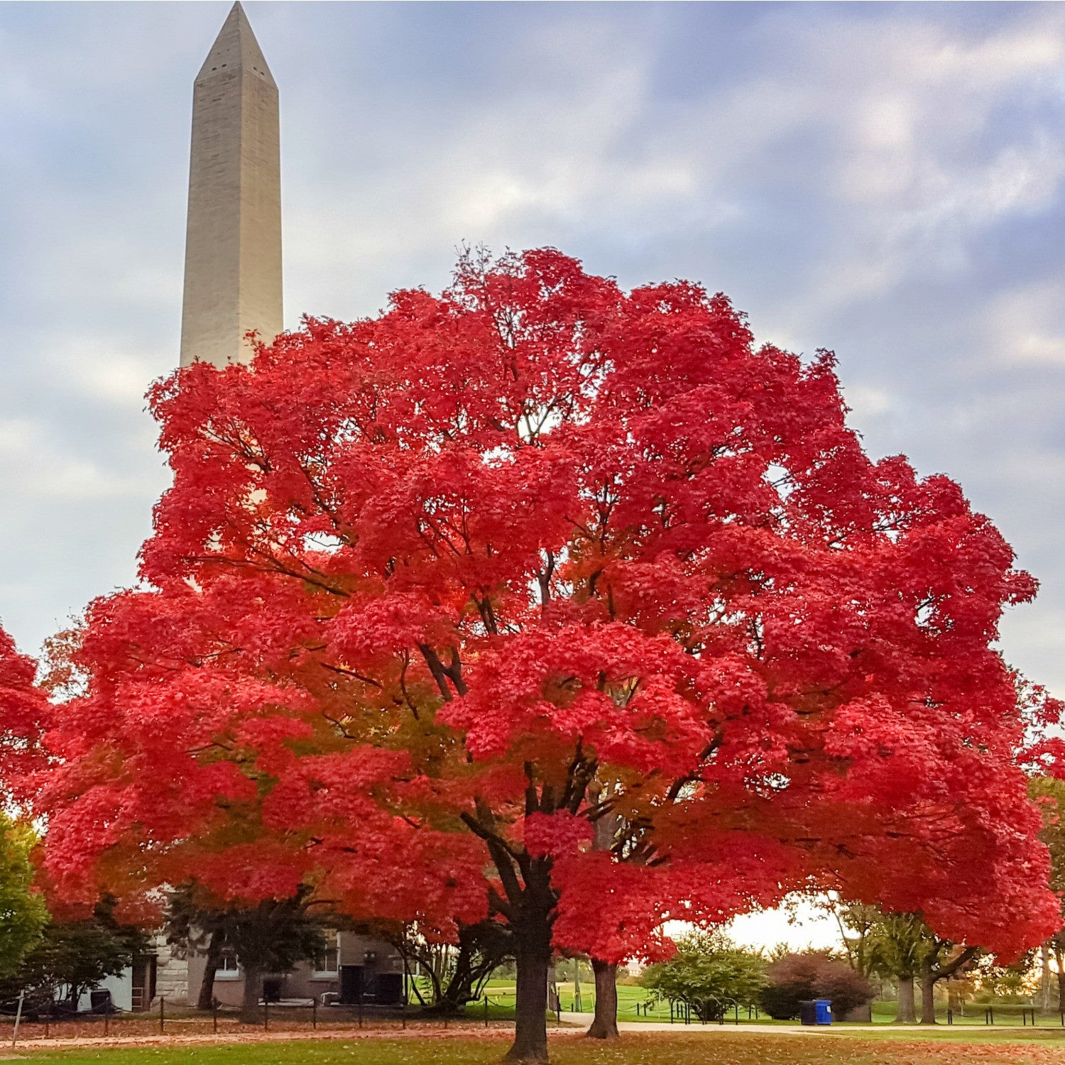 The Majestic Red Maple