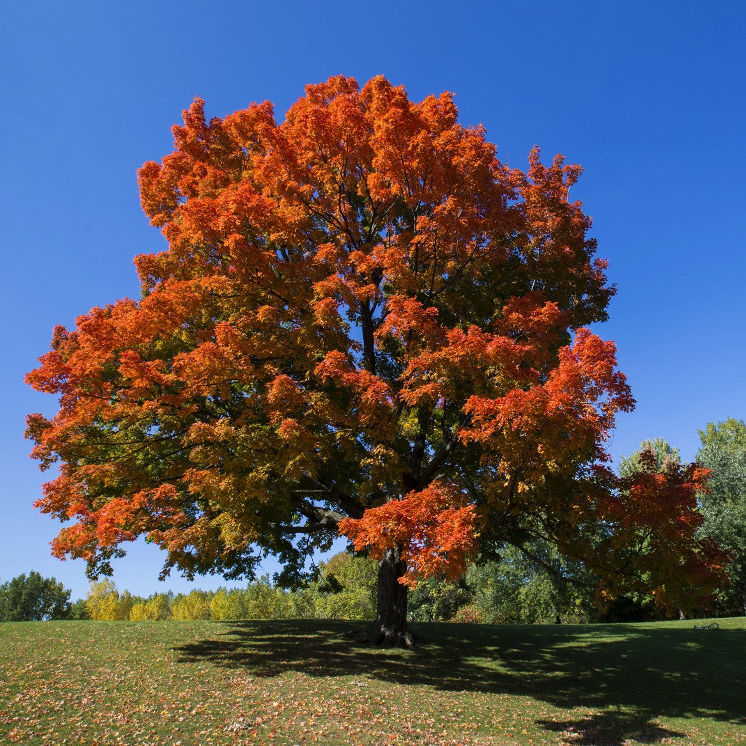 The Sugar Maple:  One Of America's Best Loved Trees!