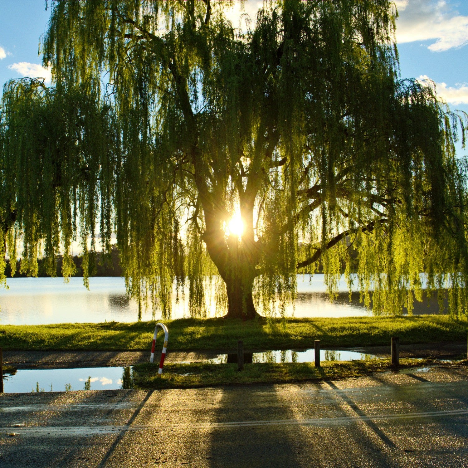 Willow Tree: The Tree of Remembrance