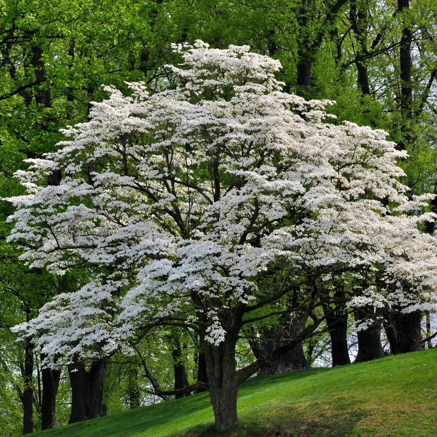 The White Dogwood: An American Favorite for Centuries