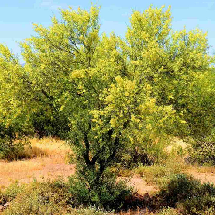 Palo Verde Tree