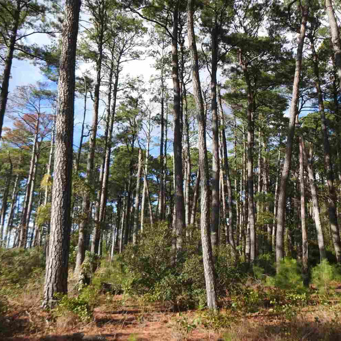  Loblolly Pine trees
