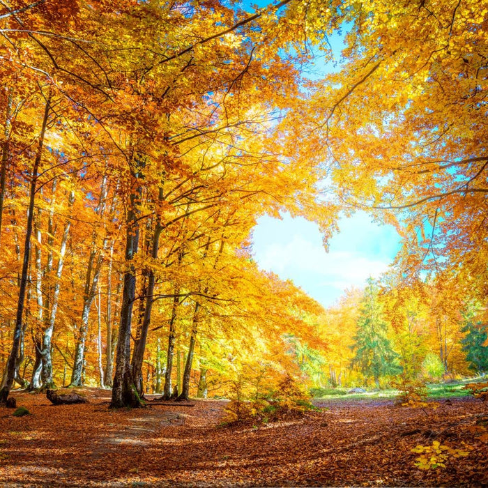 Trees Changing in Autumn