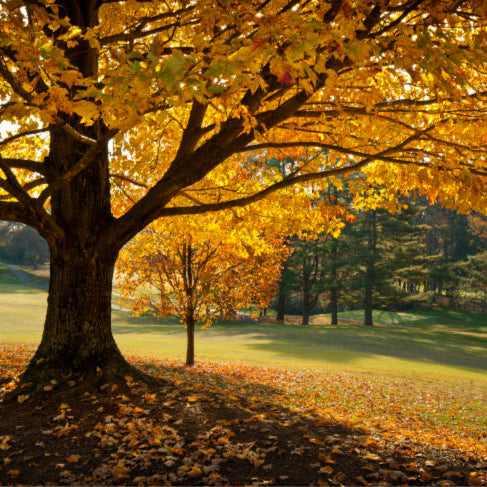 How To Plant A Memorial Tree With Ashes In An Eco-Friendly Way