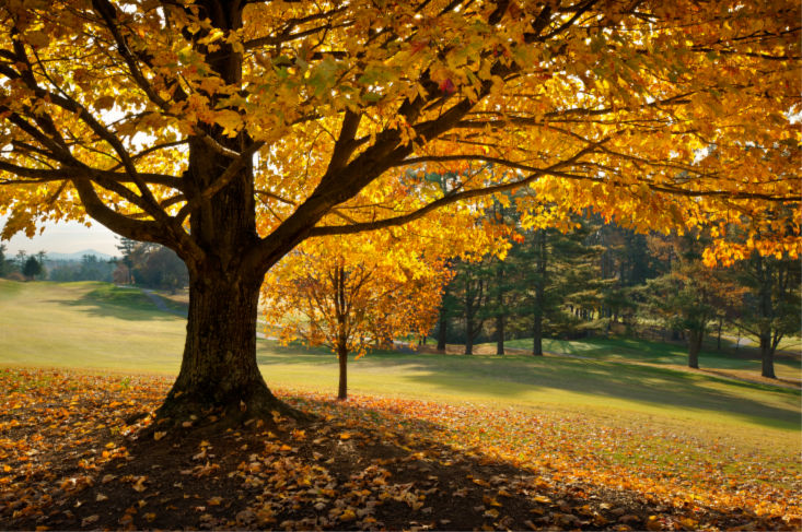 How To Plant A Memorial Tree With Ashes In An Eco-Friendly Way
