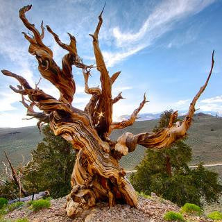 30 Interesting Facts About Trees
