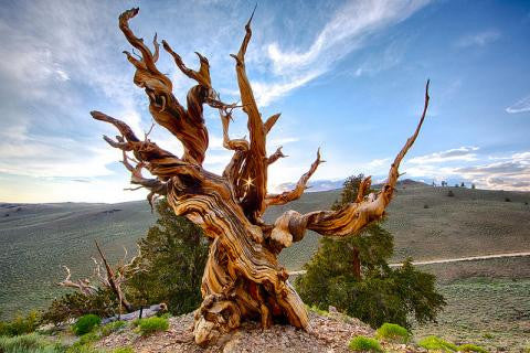 30 Interesting Facts About Trees