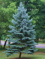 Colorado Blue Spruce - A Highly Attractive Evergreen!