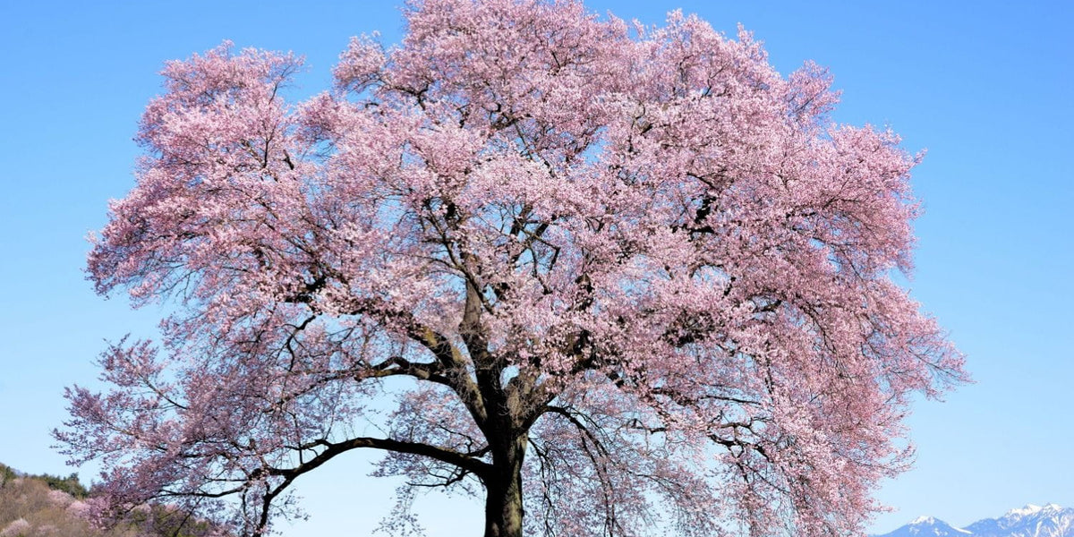 Living Memorials: The Symbolic Meaning of Cherry Trees — The Living Urn