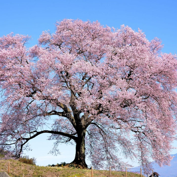 cherry tree on a hill