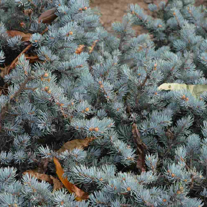 Colorado Blue Spruce