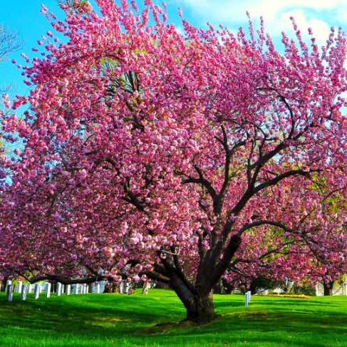 Understanding the Cremation Process, Your Loved One's Ashes, and Memorial Options