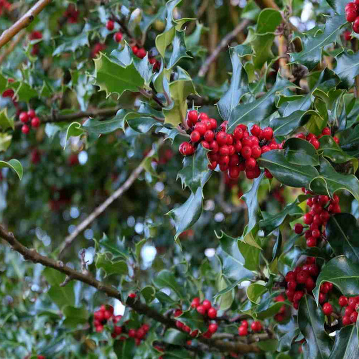American Holly Branch