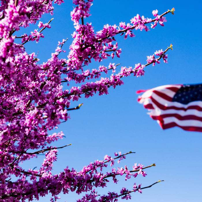 redbud tree blooming pink flowers