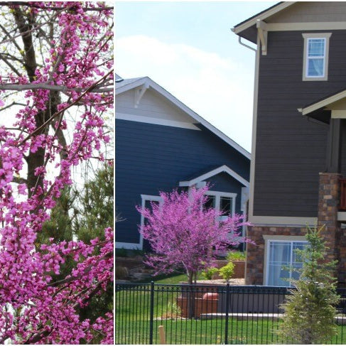 Eastern Redbud Tree – A Stunning Beauty With Amazing Spring Color!