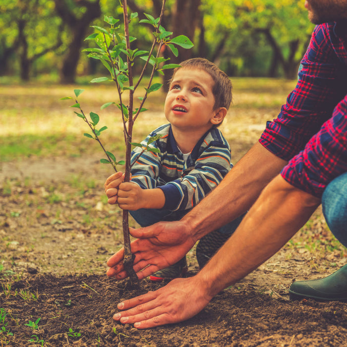 Sun shining through oak tree