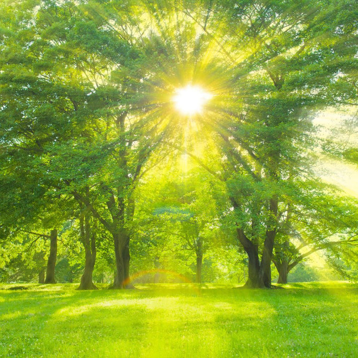 Sunlight through the trees