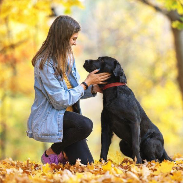 Grief Dog Death
