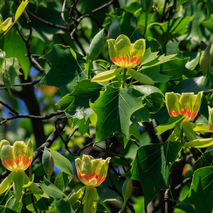 Tulip trees
