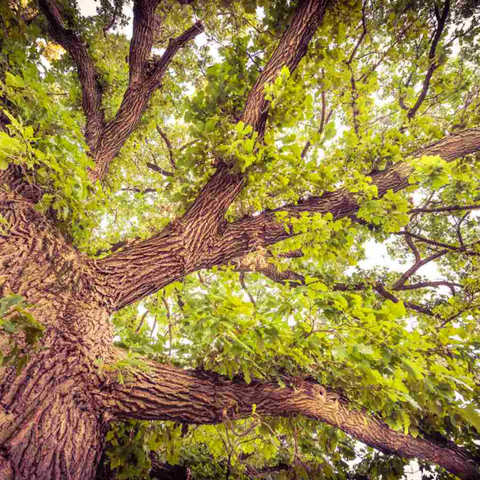 Bur Oak tree