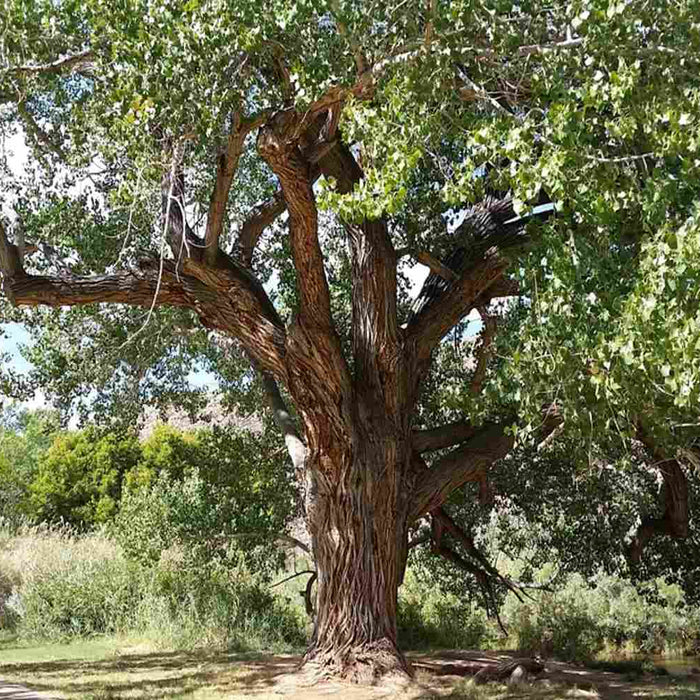 Cottonwood Tree