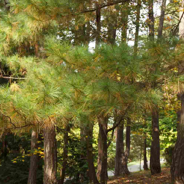 Eastern White Pine trees