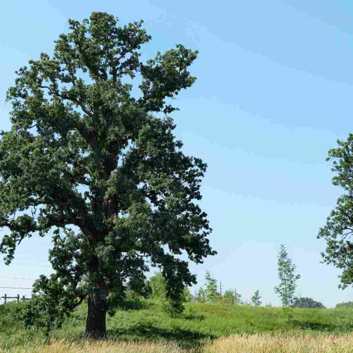 	White Oak