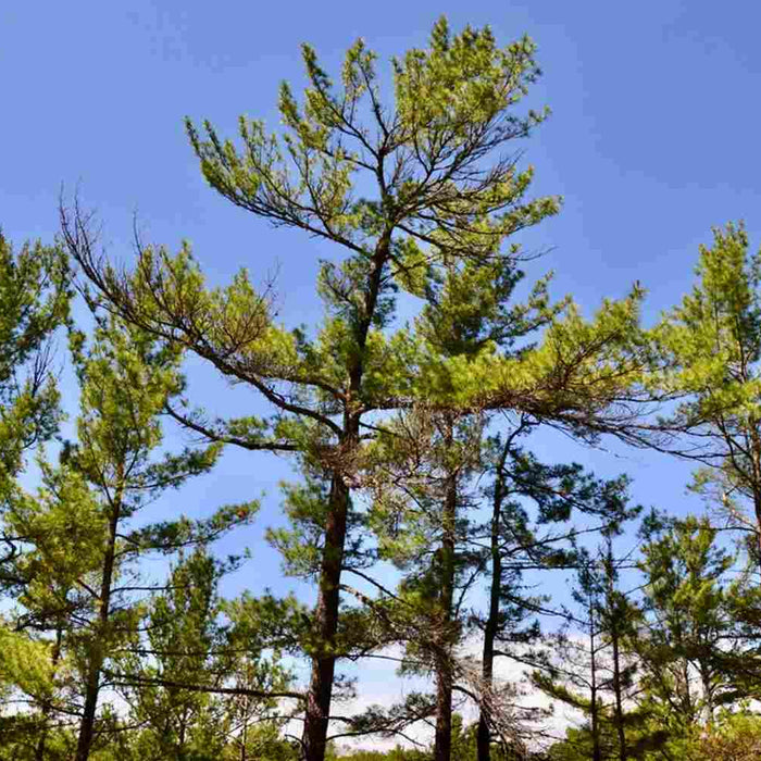Eastern Pine