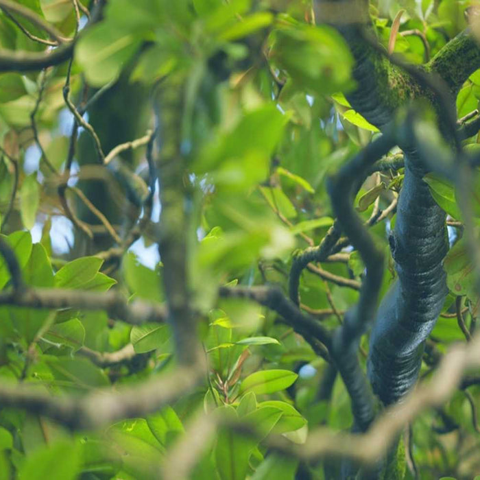 Southern Magnolia tree
