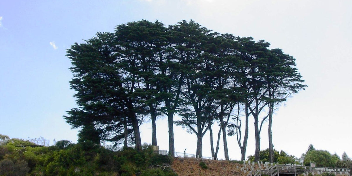 Cyrus Tree Cypress Trees: An ornamental landscaping tree of choice — The Living Urn