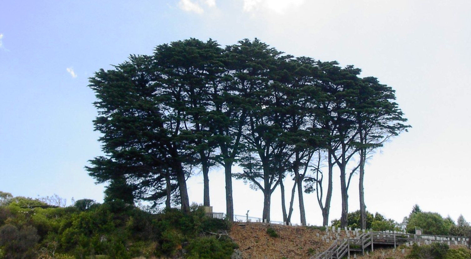 Cypress Trees: An ornamental landscaping tree of choice