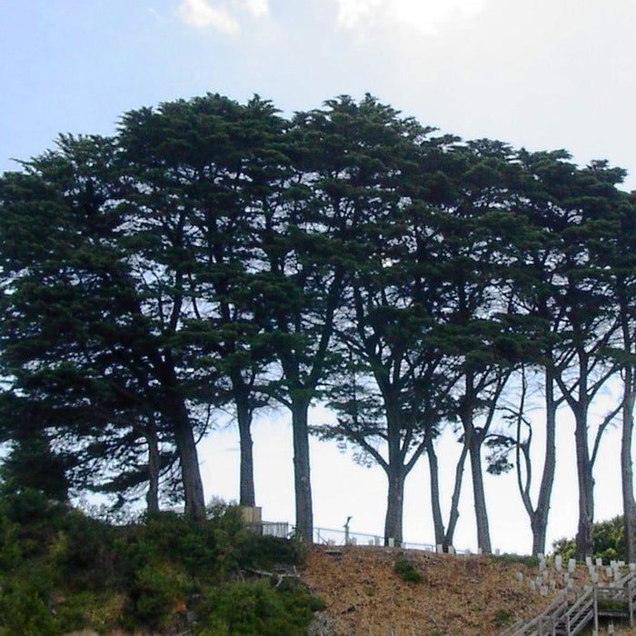 Cypress Trees: An ornamental landscaping tree of choice