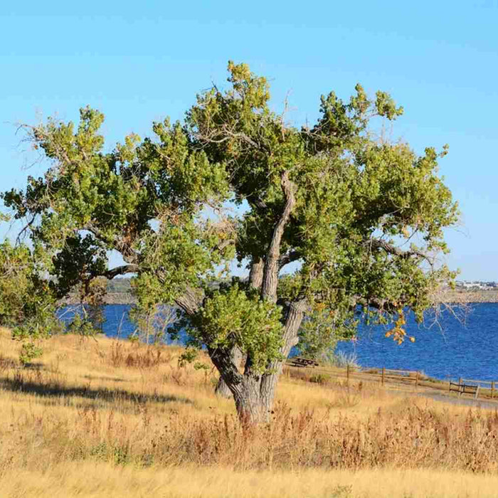 Eastern Cottonwood tree