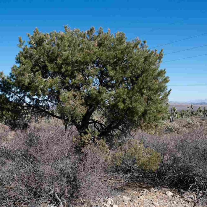  Single-leaf Piñon tree