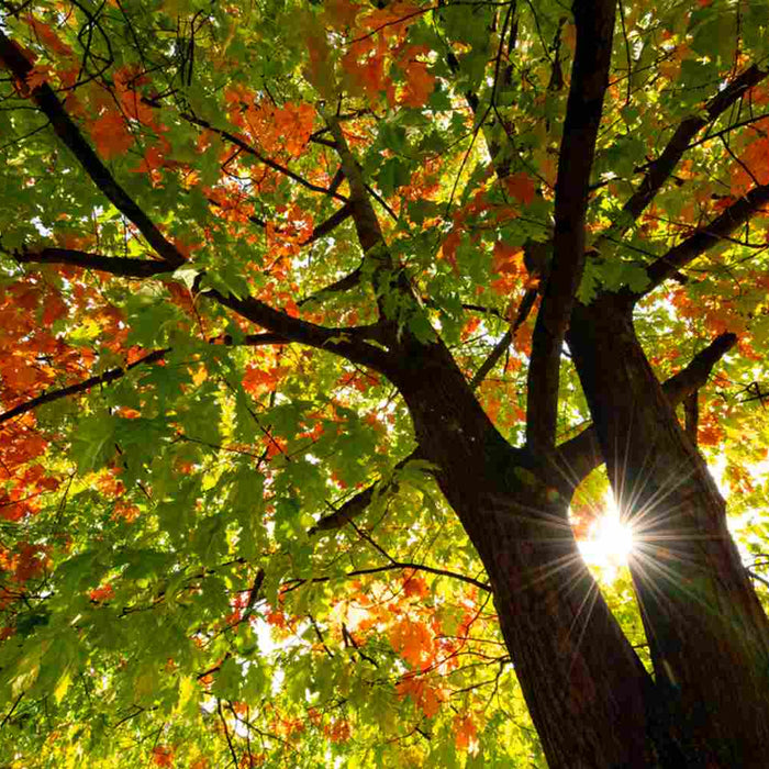 Northern Red Oak tree