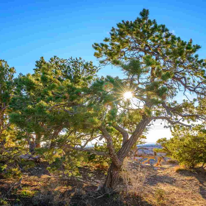  Piñon Pine tree