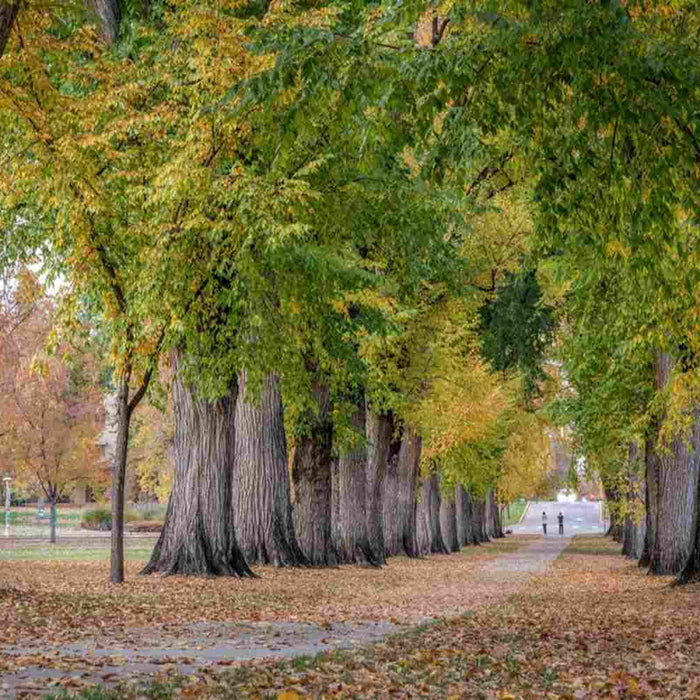  American Elm trees