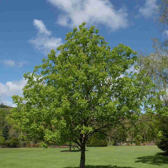 Ohio Buckeye tree