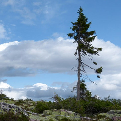 Old Tjikko: The 9,550 Year Old Norway Spruce Memorial Tree